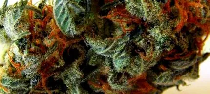 marijuana