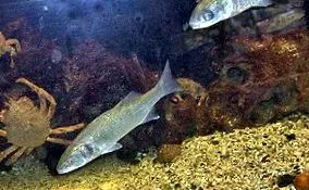Dicentrarchus labrax
