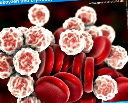 leucocitelor