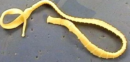 emberi