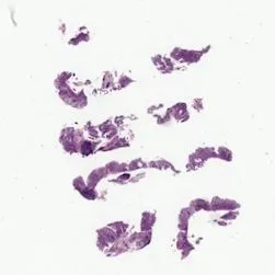 gastro-intestinală academia