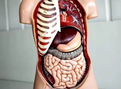 supraponderal