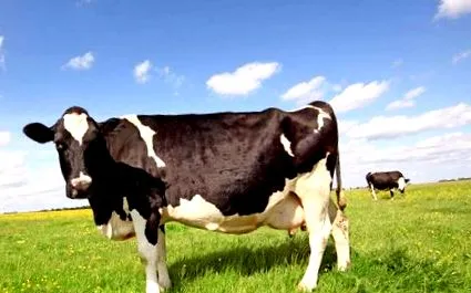 vaci genetică