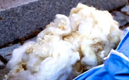 vopsirea cochineală