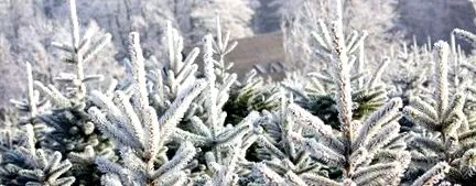 szereti