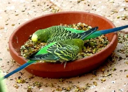 budgies