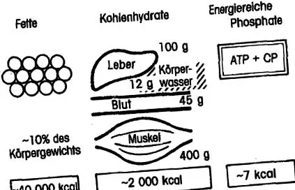 izmokban májban