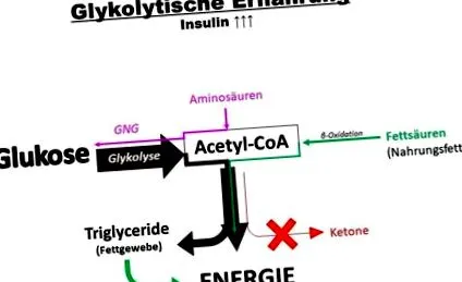 ketogén