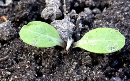 arctium
