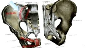 articular