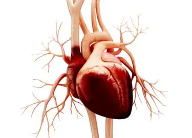 cardiace valvei