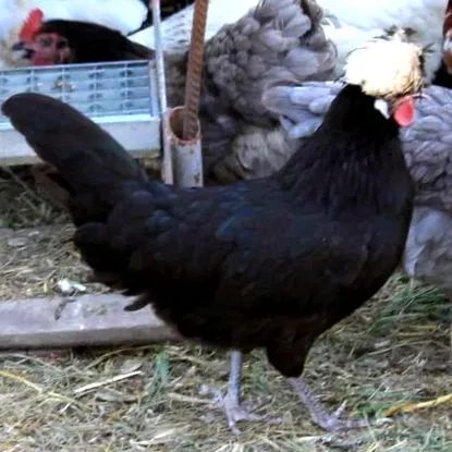olandeză