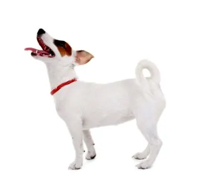 terrier