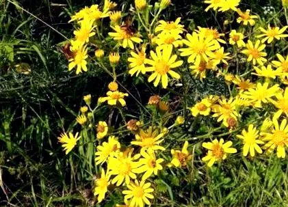 ragwort