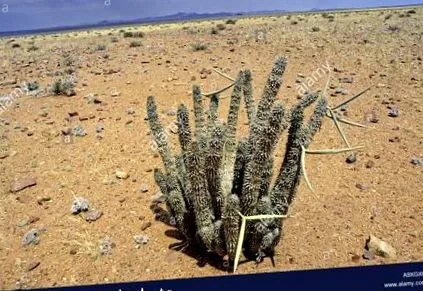 hoodia
