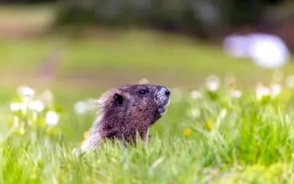 marmota