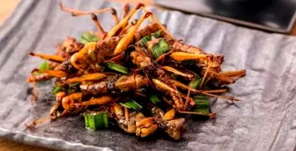 insecte insecte care