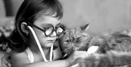 szívelégtelenség macskákban