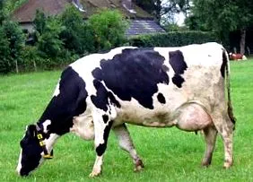 producția lapte