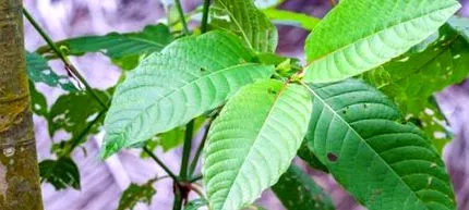 kratom levelei