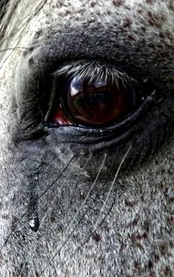 gyomorfekély