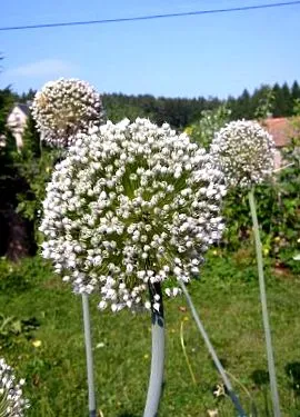 május vége