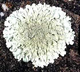 lichenometria