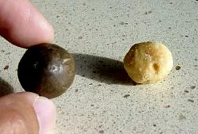 Macadamia tetraphylla