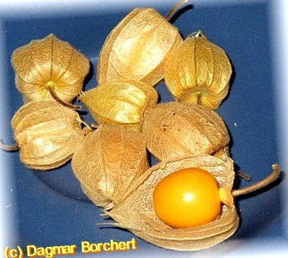 dagmar