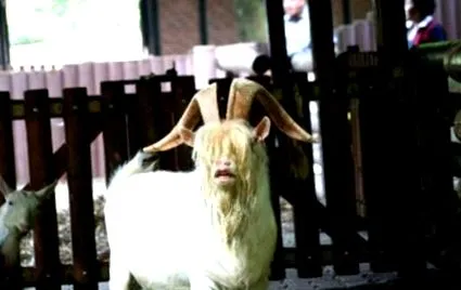 világállati