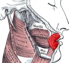 orbicularis izom