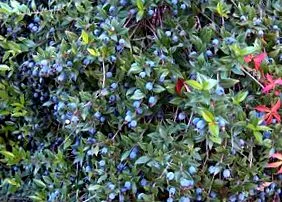 mirtusz Myrtus