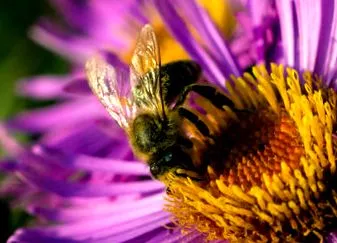 pollen