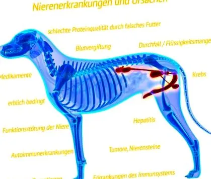 kutyáknál