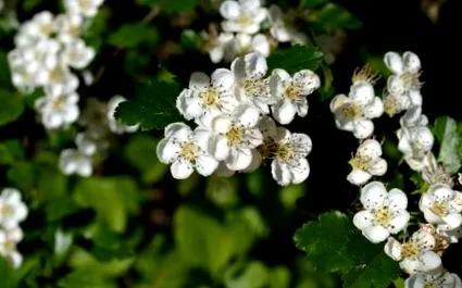 sloe ajutorul florilor