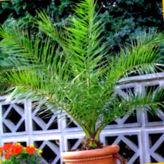 palmă