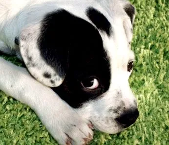 puppy-val