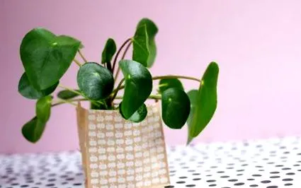propagarea