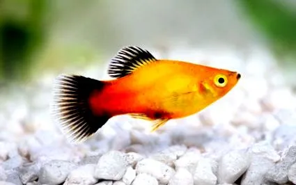 zooplus