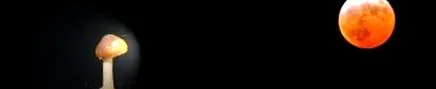 faze