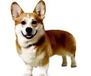 corgi