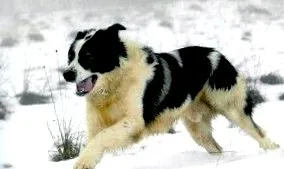 kutya