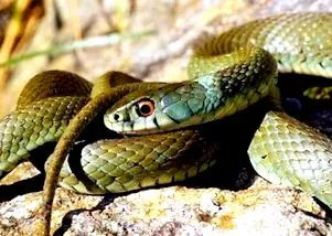 Malpolon monspessulanus