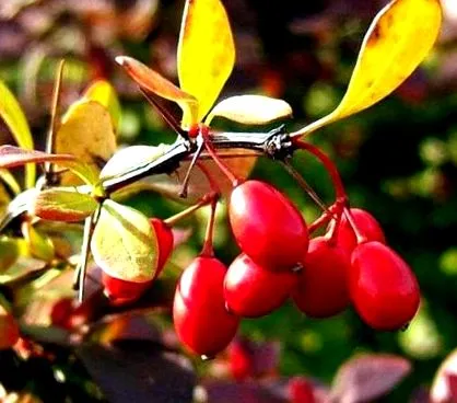 borbolya