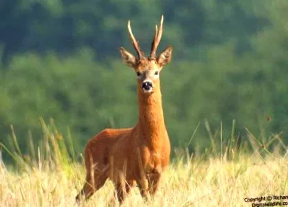 Capreolus capreolus