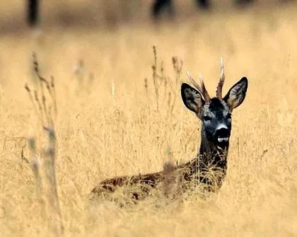 capreolus