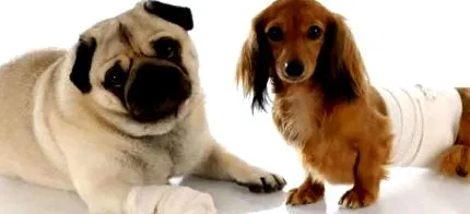 dogrun