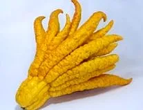citrusfélék