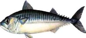 scomber