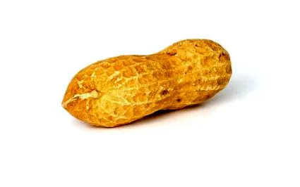 általános